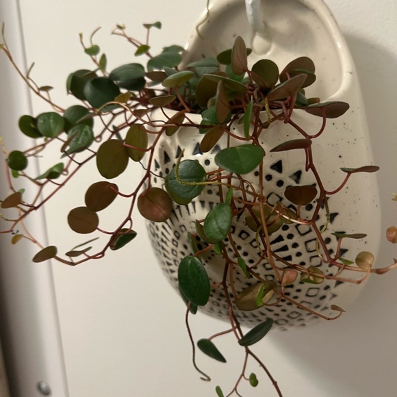 Patterned Ceramic Wall Planter - Picture 4 of 10